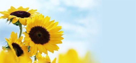 Цветок подсолнух