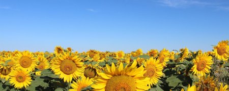 Подсолнухи и небо