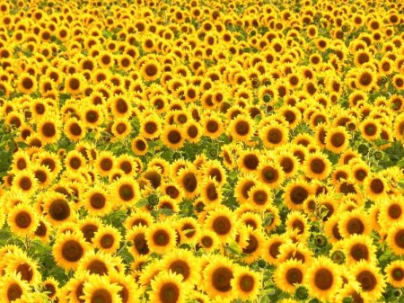 Sunflower field