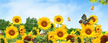 Подсолнухи и голубое небо