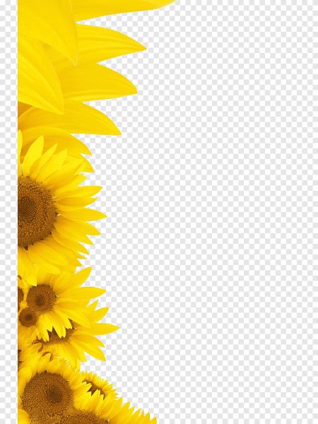 Подсолнухи на прозрачном фоне