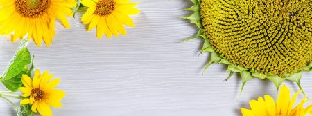 Подсолнух гуль