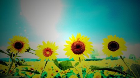 Фон подсолнухи