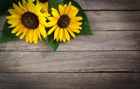 Подсолнухи цветы