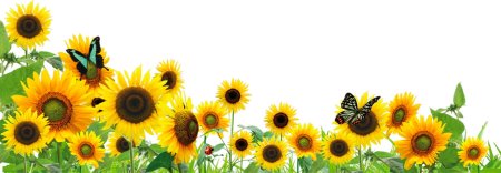 Подсолнух на прозрачном фоне