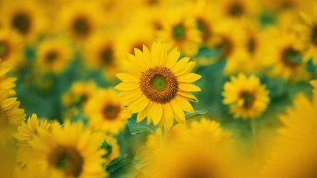 Красивые Подсолнухи