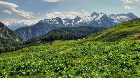 Лес Долина горы