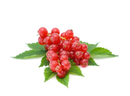 Костяника ягода