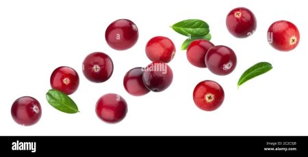 Брусника на белом фоне