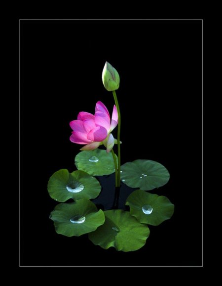 Цветы на темном фоне