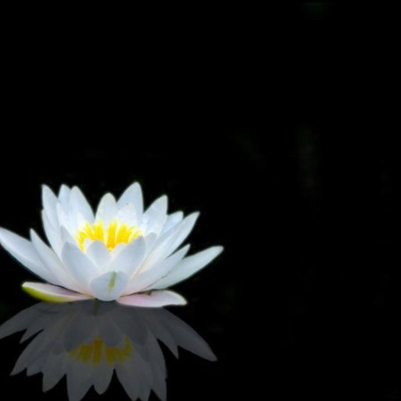 Белый Лотос на черном фоне