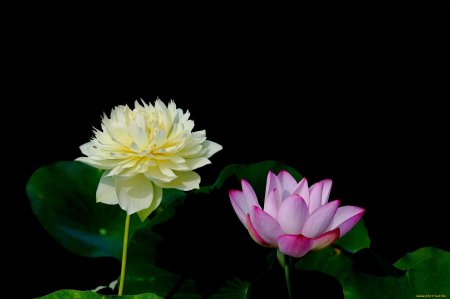 Цветы на черном фоне