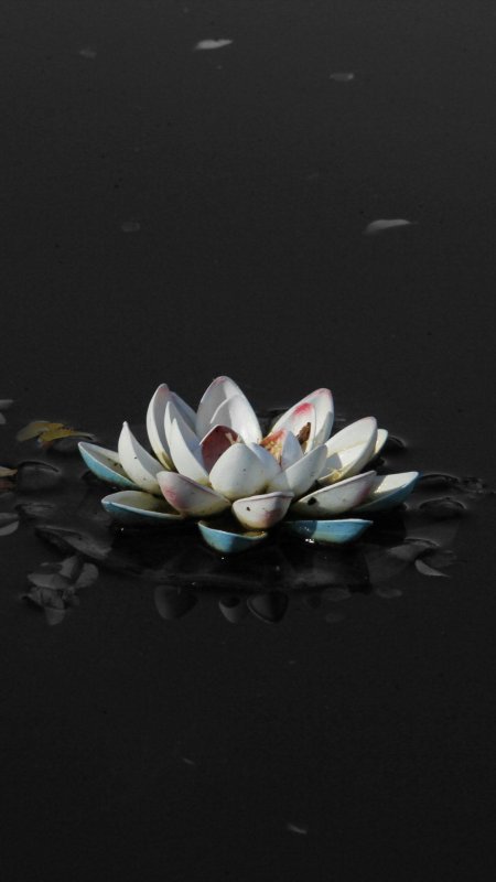 Джейн Китсон Лотос