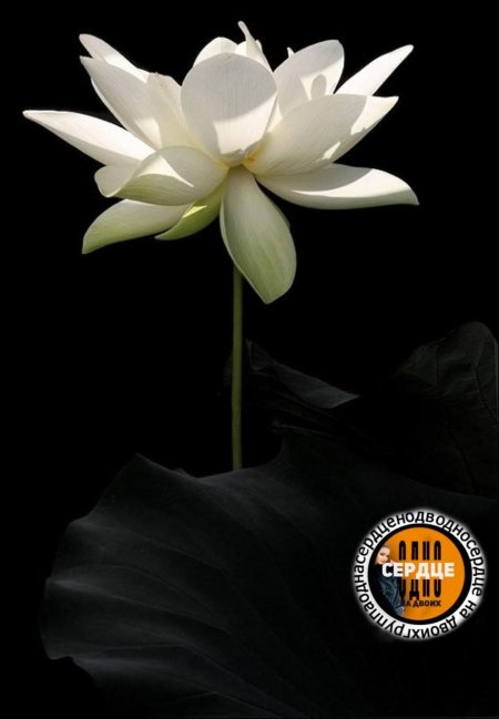 Белый лотос цветок