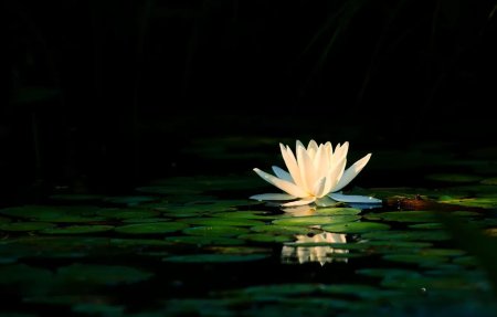 Белый Лотос Nymphaea Lotus