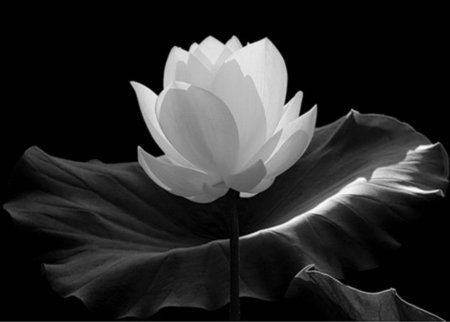White lotus