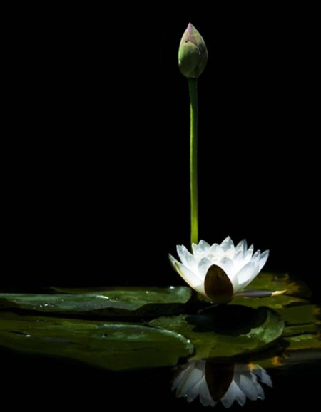 Лотос на заставку