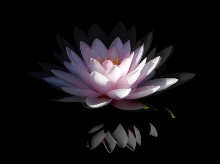 Черный Лотос цветок