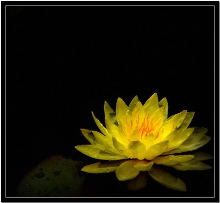 Желтые цветы на черном фоне