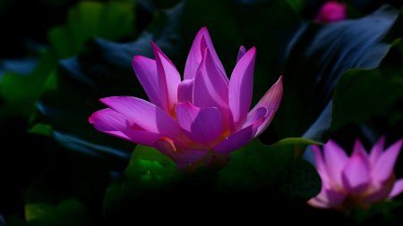 Черный Лотус цветок