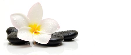 Цветок плюмерия