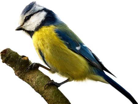 Лазоревка синица