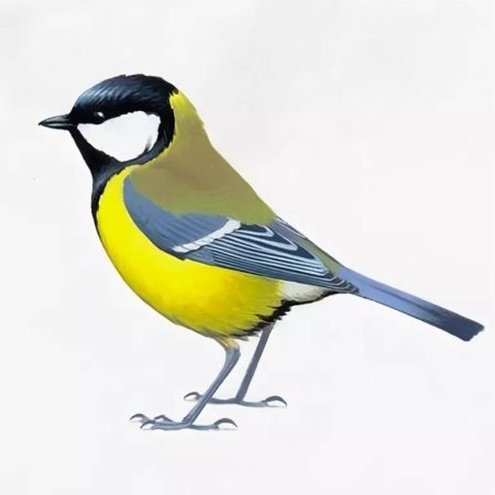 Синица птица на белом фоне