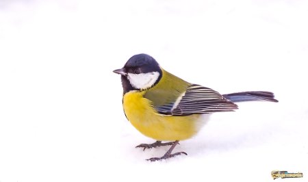 Синица картинка для детей на прозрачном фоне