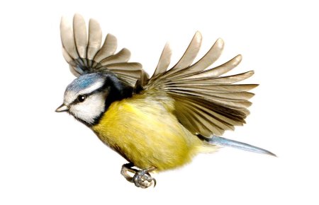 Синица лазоревка