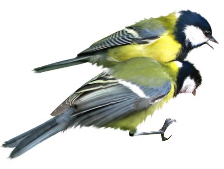 Синица лазоревка на белом фоне