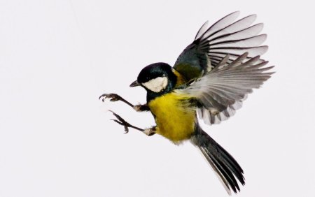 Синичка в полете