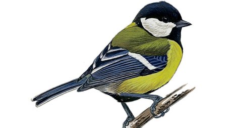 Синичка лазоревка рисунок