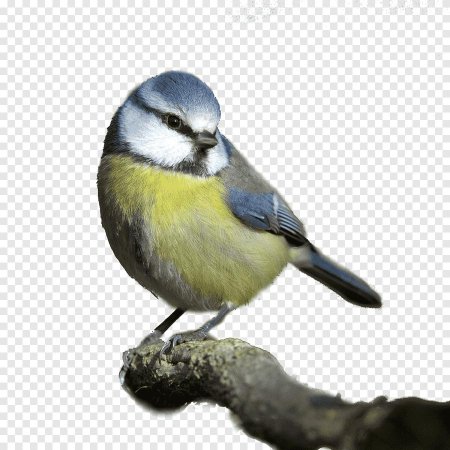 Птичка синица лазоревка