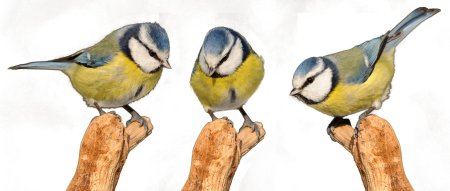 Синичка для детей