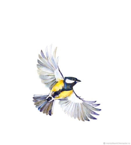 Синица акварелью