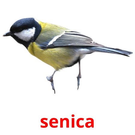 Синица без фона