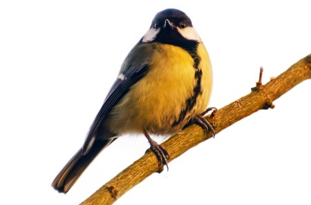 Синица большая