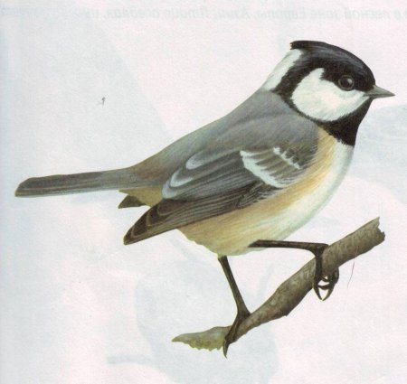 Синичка Московка