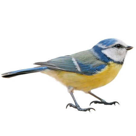 Клипарт синичка на прозрачном фоне для детей