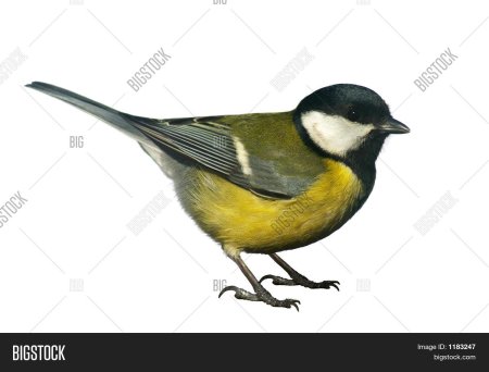 Птица с желтой грудкой но не синица