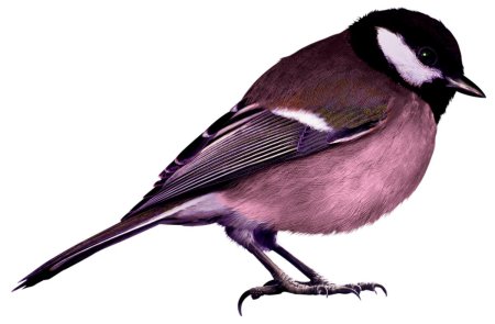 Синица московка на белом фоне