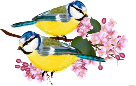 Синичка на белом фоне