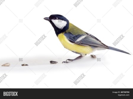 Синичка на белом фоне