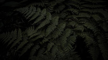 Папоротник орляк