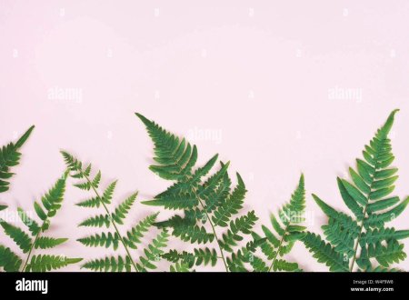 Лист папоротника Минимализм