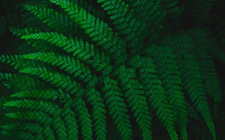 Папоротник лист