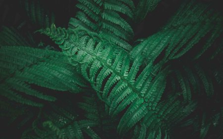 Изумрудный папоротник