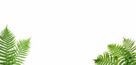 Фон листья папоротника