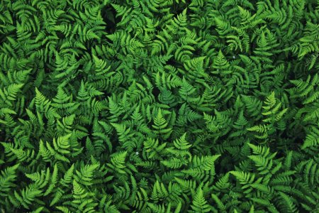 Папоротник паттерн