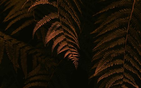 Папоротник листья